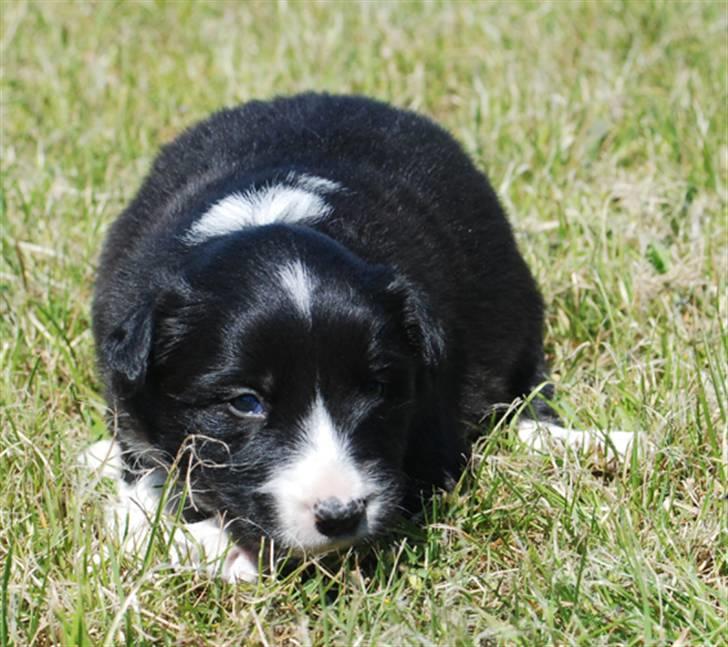 Border Collie hvalpe billede 5