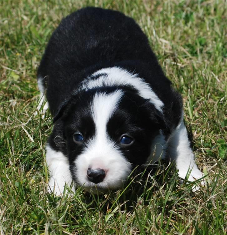 Border Collie hvalpe billede 6