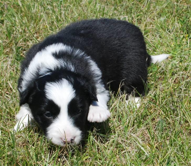 Border Collie hvalpe billede 7