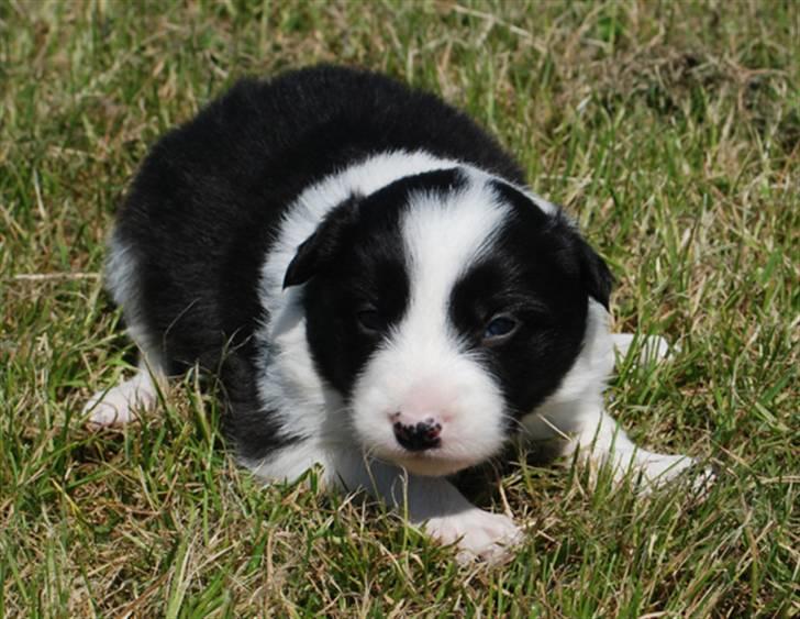 Border Collie hvalpe billede 8