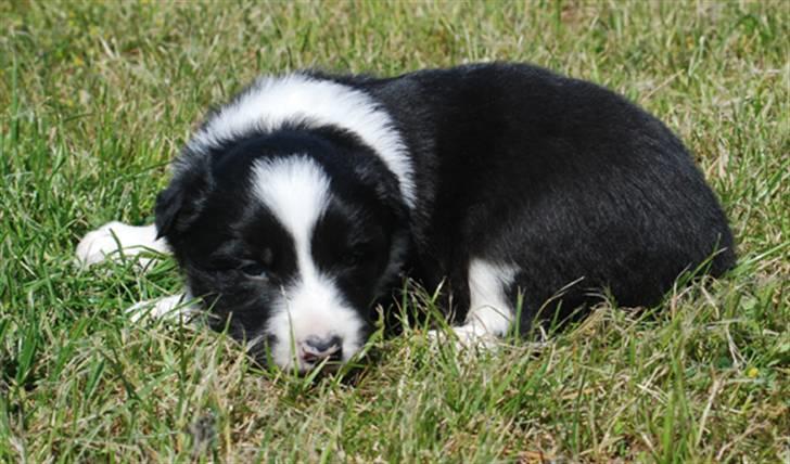 Border Collie hvalpe billede 9