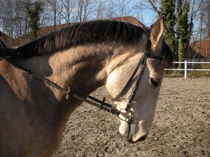 Ën af de sidste dage på ir  billede 6