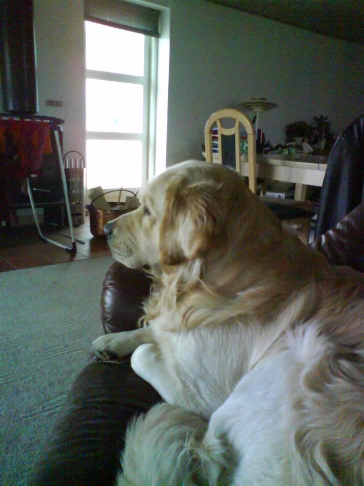 Min smukke nuser hund Chilli. billede 1