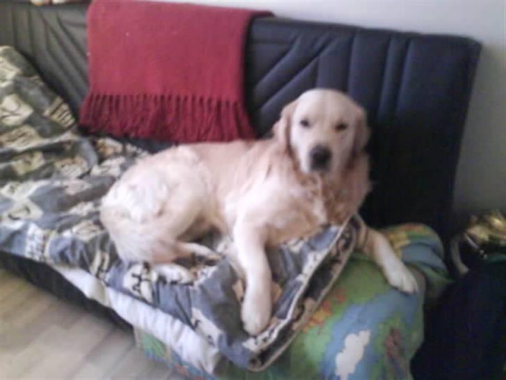 Min smukke nuser hund Chilli. - Chilli elsker at sorve i min seng det er mega hyggeligt:-)

sov godt
 billede 2