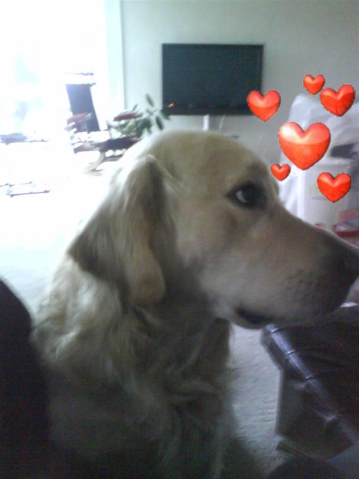 Min smukke nuser hund Chilli. - Han er bare så sød billede 3