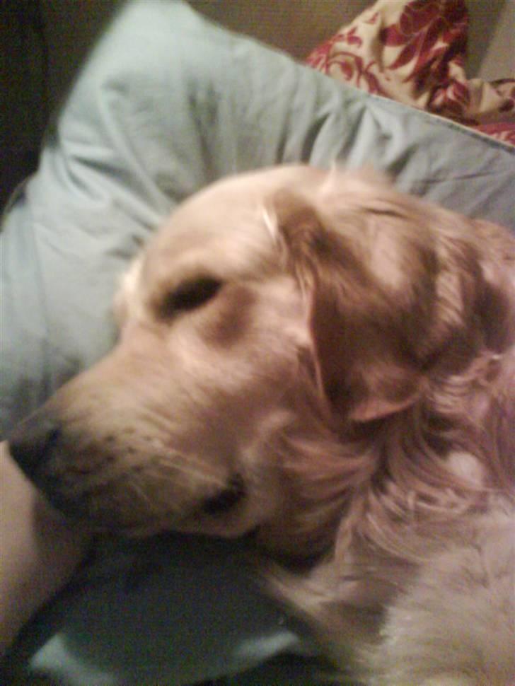 Min smukke nuser hund Chilli. - Chilli sover:-)

You are  sweet dog billede 4