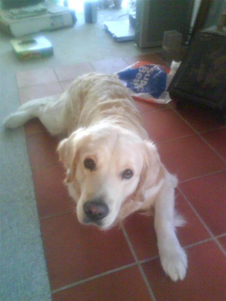 Min smukke nuser hund Chilli. - Hej er det mig i kigger på
det må det være for jeg er jo så sød billede 5