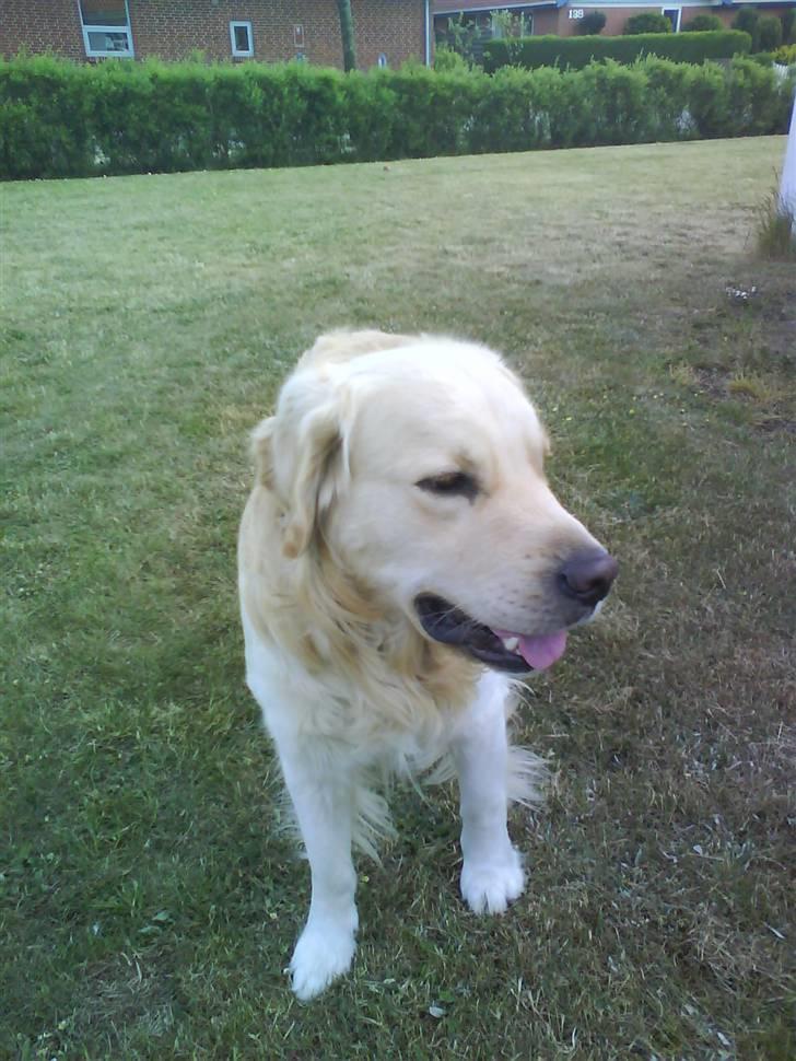 Min smukke nuser hund Chilli. - Hej nuser du er bare den bedste
 billede 7