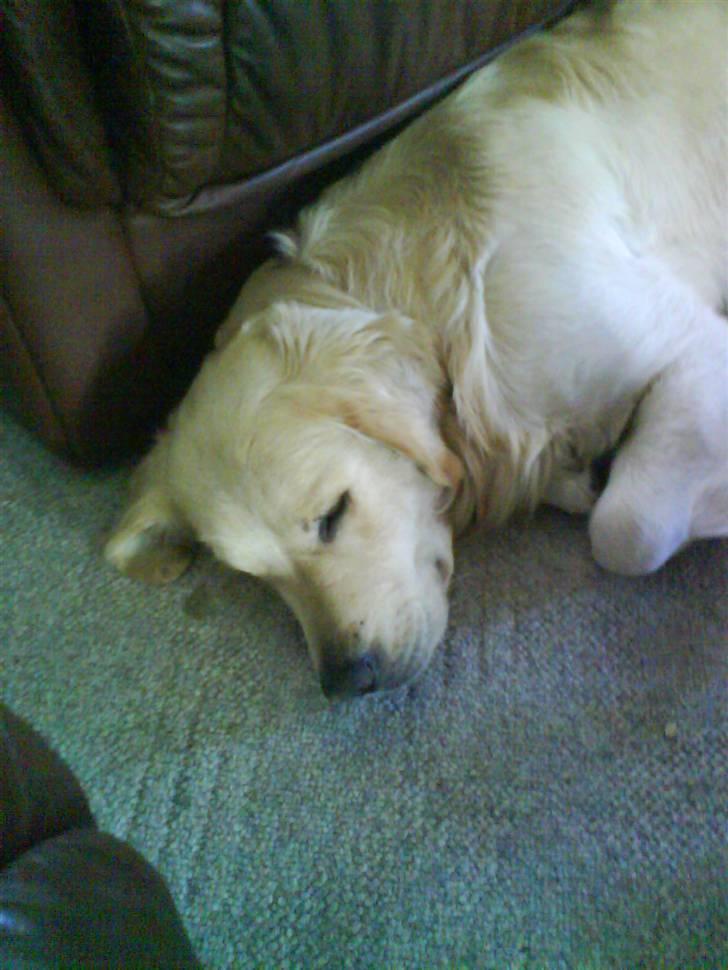 Min smukke nuser hund Chilli. - Så står vi op sovetryne du sover hele tiden
 billede 8