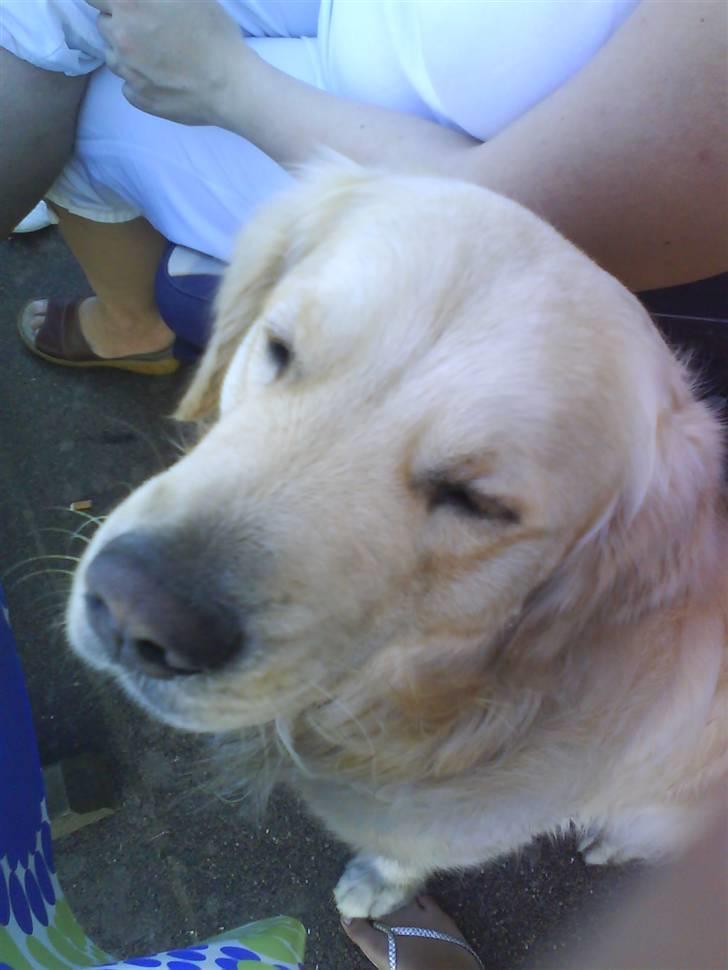 Min smukke nuser hund Chilli. - Hvem kan stå for de øjne han er bare dejlig billede 10