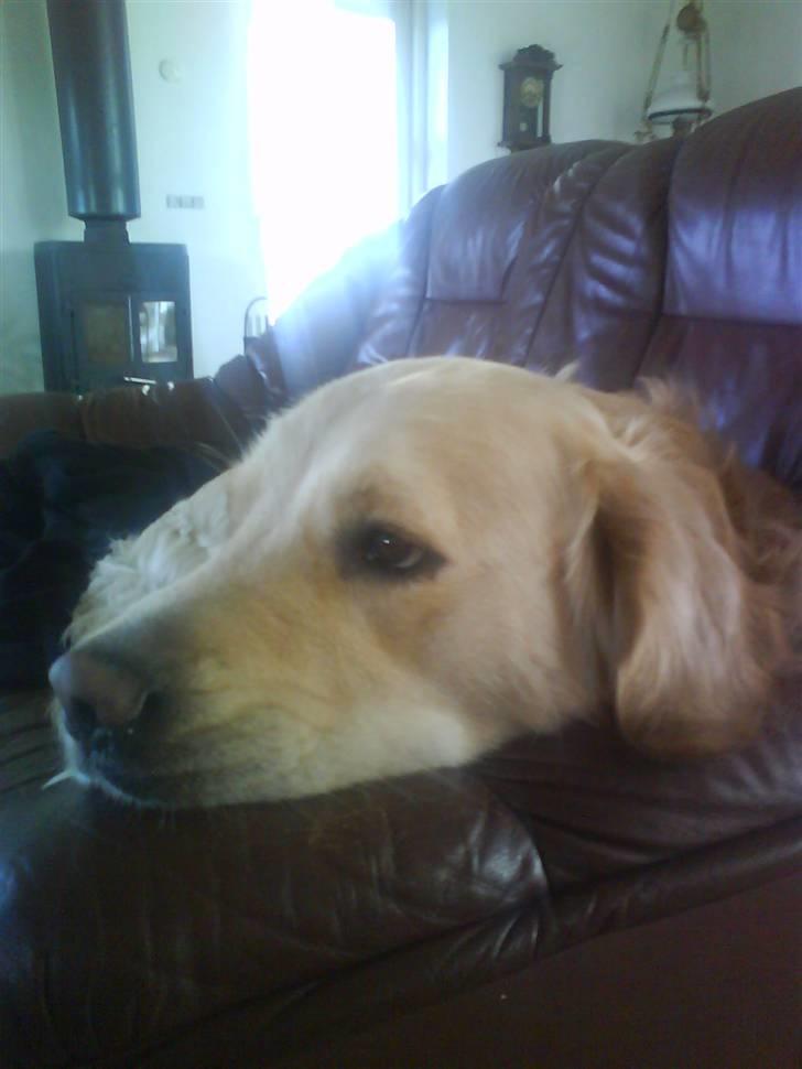 Min smukke nuser hund Chilli. - Jeg KEDER mig, skal vi ikke tage ud til Pien billede 12