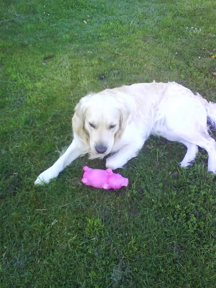 Min smukke nuser hund Chilli. - Chilli og Grisse tager en slapper og nyder det gode vejr. billede 13