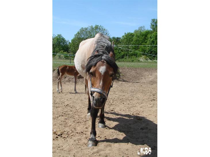 {{currentPhoto.altText}} billede {{currentPhoto.number}}