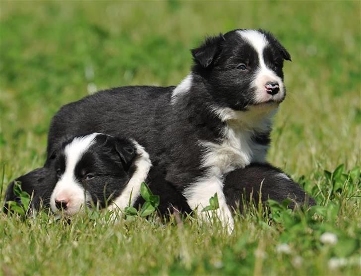 Border Collie hvalpe billede 10