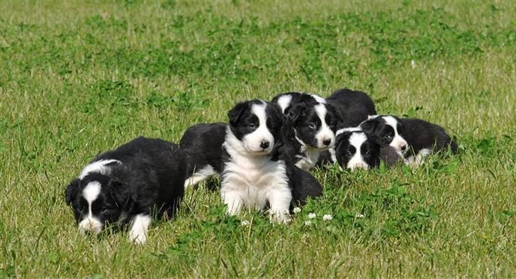 Border Collie hvalpe billede 11