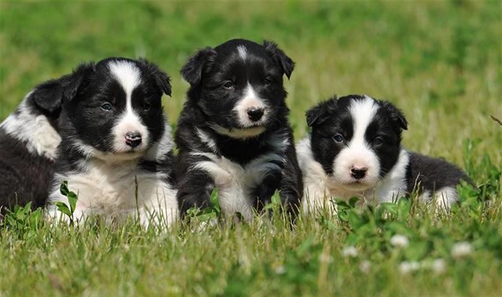 Border Collie hvalpe billede 12