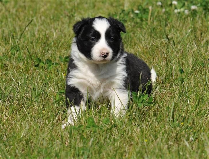 Border Collie hvalpe billede 13