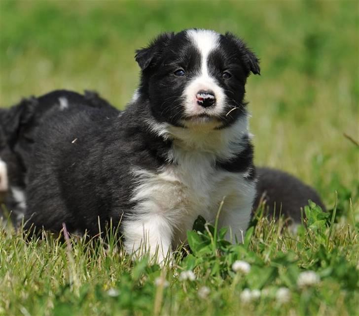 Border Collie hvalpe billede 14