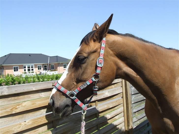 Hyggestund i haven med havetrolden billede 1