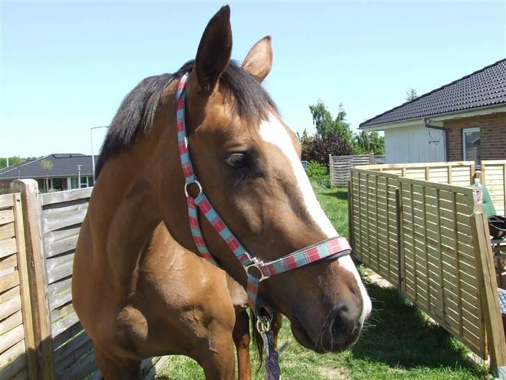 Hyggestund i haven med havetrolden billede 2