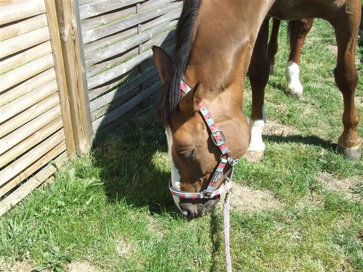 Hyggestund i haven med havetrolden billede 3