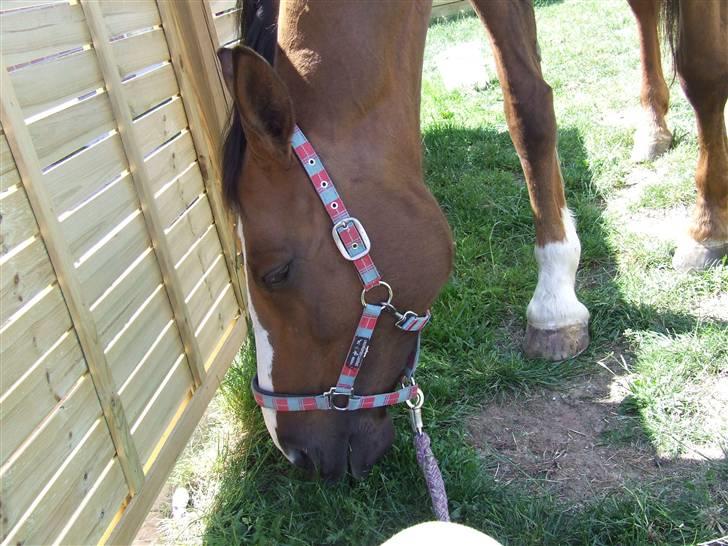 Hyggestund i haven med havetrolden billede 4