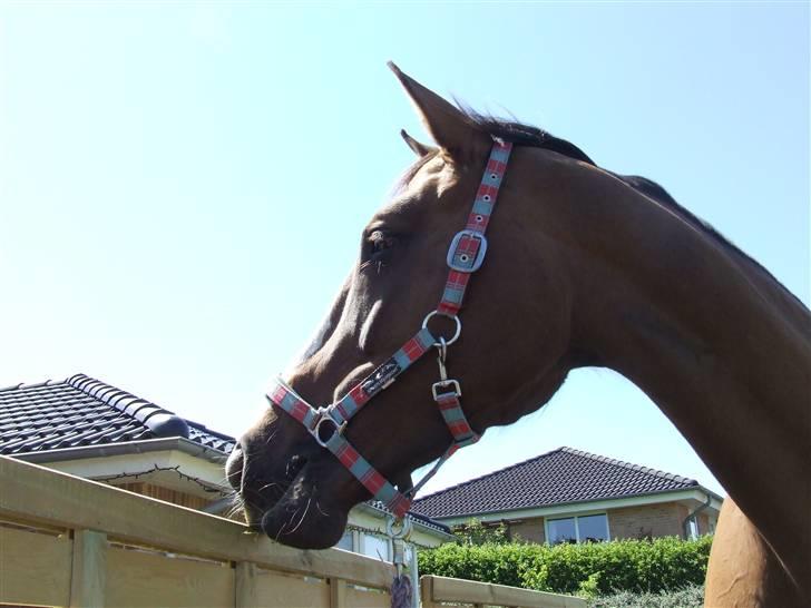 Hyggestund i haven med havetrolden billede 5