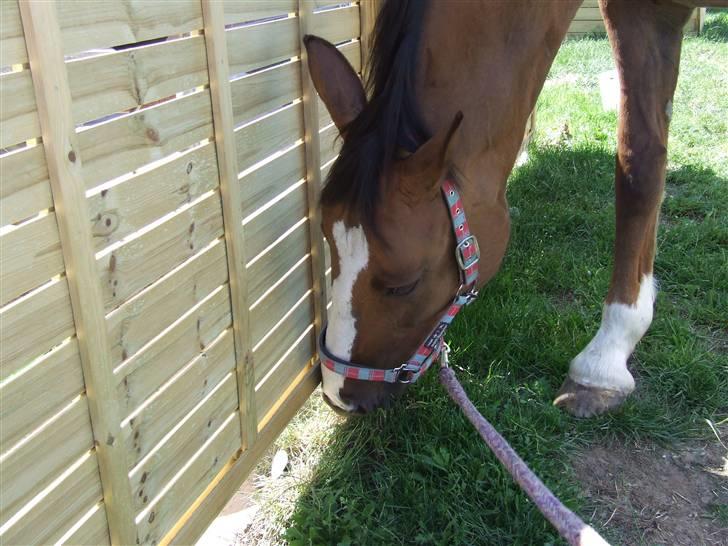 Hyggestund i haven med havetrolden billede 6