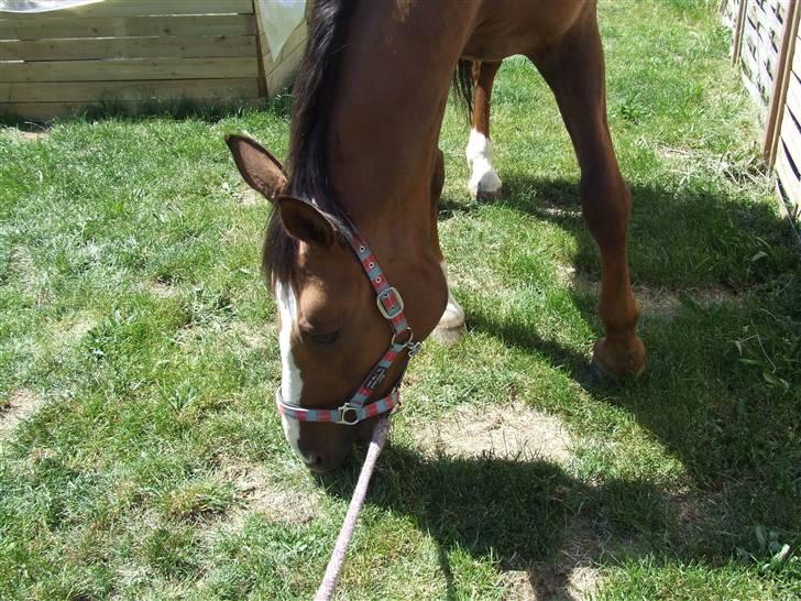 Hyggestund i haven med havetrolden billede 7