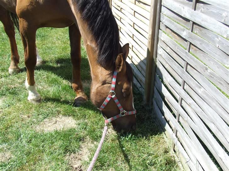 Hyggestund i haven med havetrolden billede 8