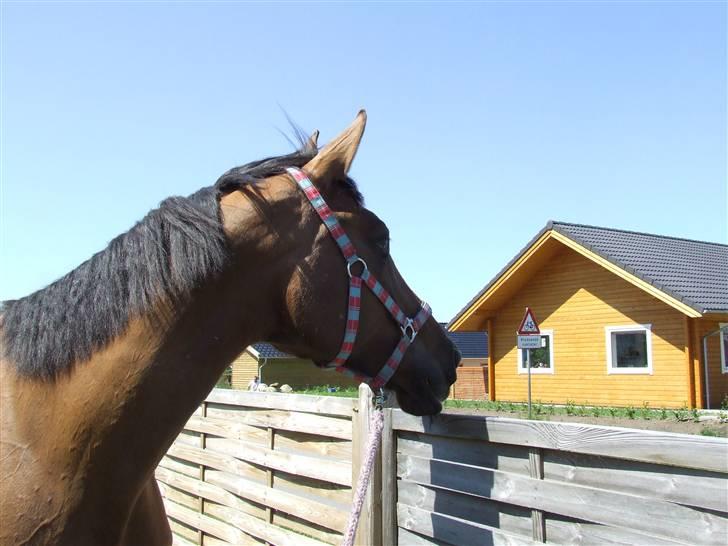 Hyggestund i haven med havetrolden billede 9