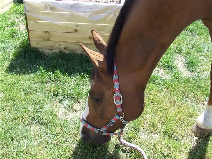 Hyggestund i haven med havetrolden billede 10