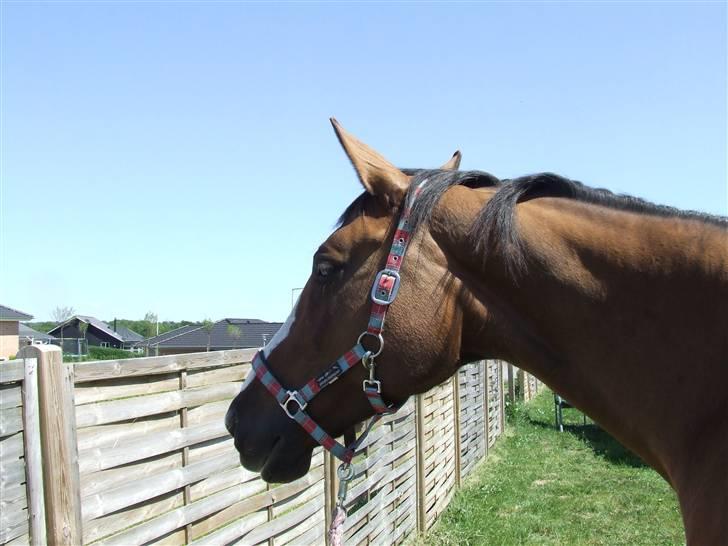 Hyggestund i haven med havetrolden billede 11