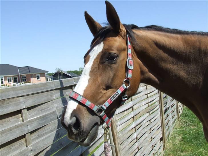 Hyggestund i haven med havetrolden billede 12