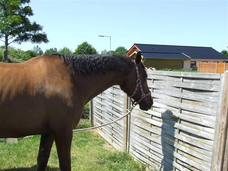 Hyggestund i haven med havetrolden billede 13