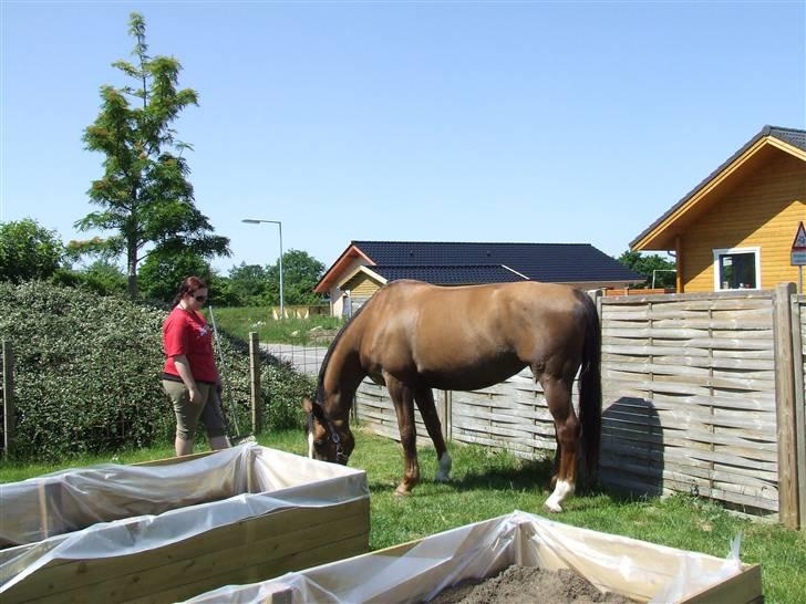 Hyggestund i haven med havetrolden billede 14