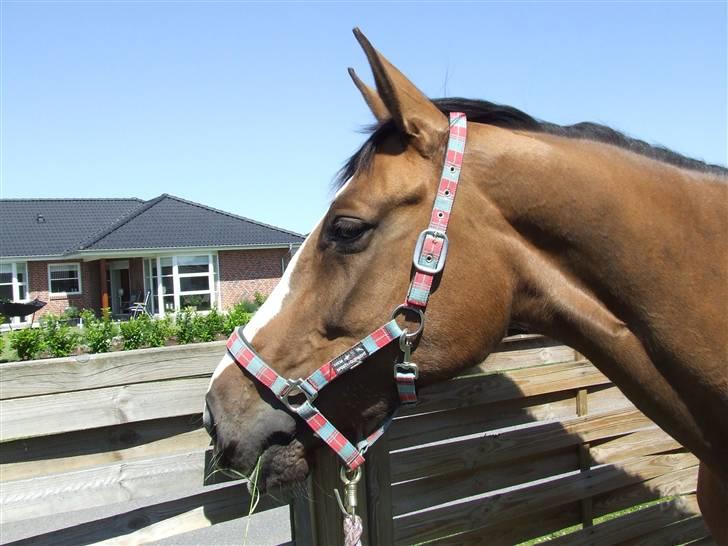 Hyggestund i haven med havetrolden billede 15