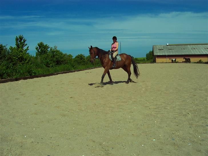 Sommerbilleder af Doggi - Vi er ikke perfekte men det går da fremad. Gælder nok mest mig:-) billede 1