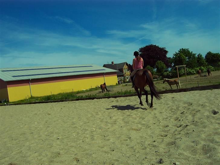 Sommerbilleder af Doggi - Bagfra.................... billede 3