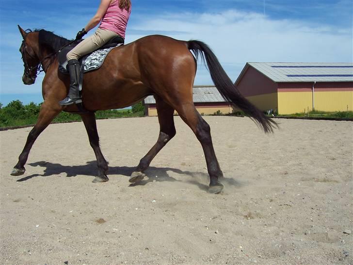 Sommerbilleder af Doggi billede 6