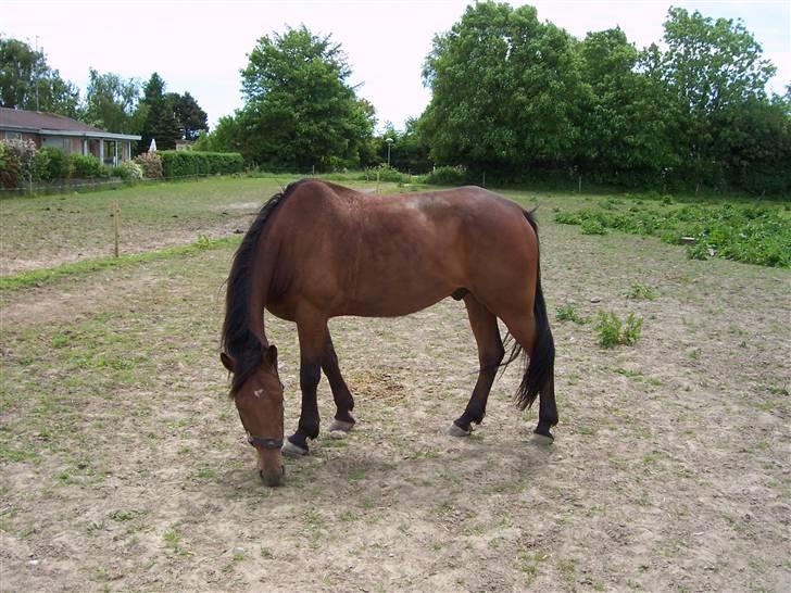 Sommerbilleder af Doggi - Min flotte Doggi. Sommerpels jubiiiiiiiiii billede 11
