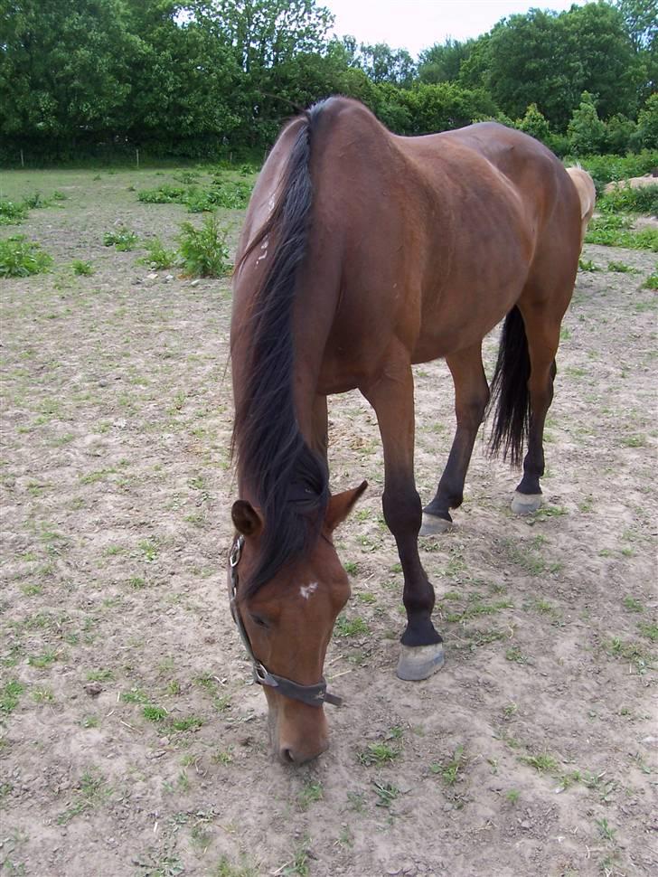 Sommerbilleder af Doggi billede 12