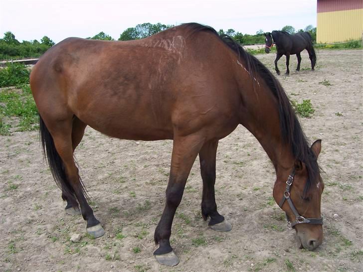 Sommerbilleder af Doggi billede 13