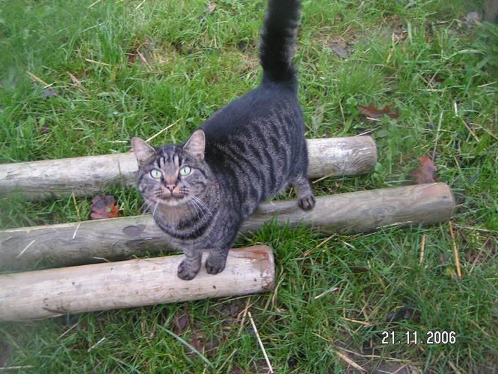 Flokken på  (Huholt Hestepension) - Og den ene mis, ( hedder Tigermissen / kaldes også Mille mis. så sød...... billede 37
