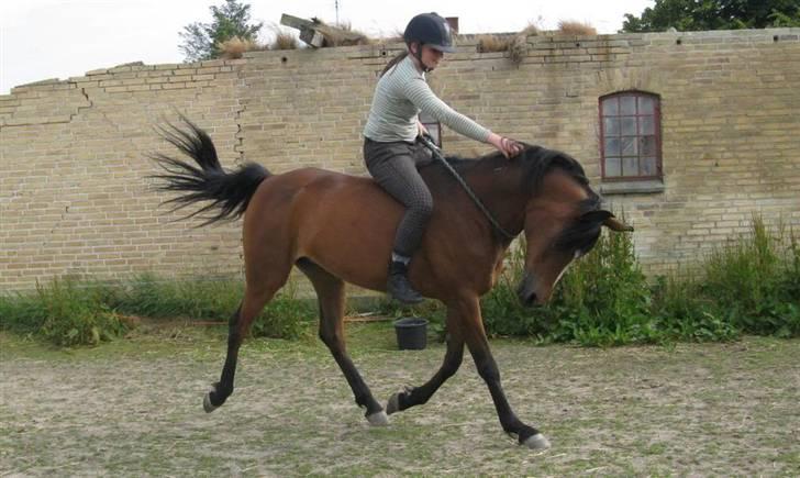 Gazelle og jeg - Træning med cordeo :D billede 2