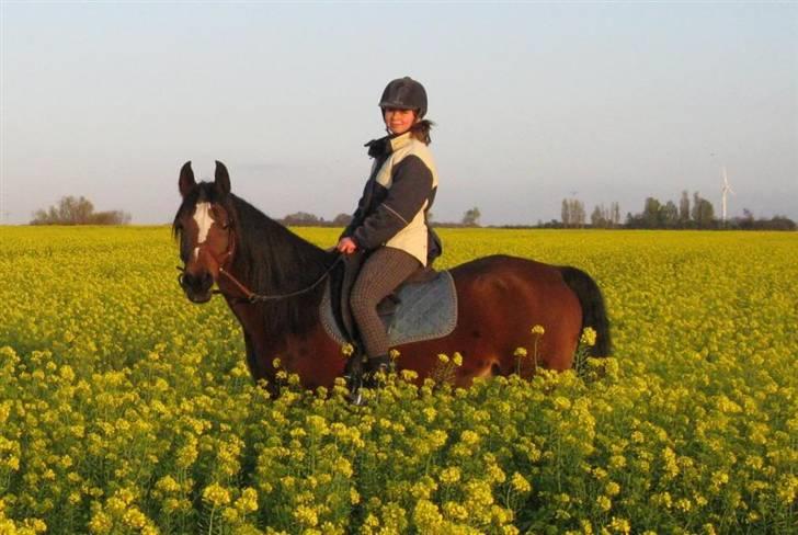 Gazelle og jeg - I rapsmark billede 10