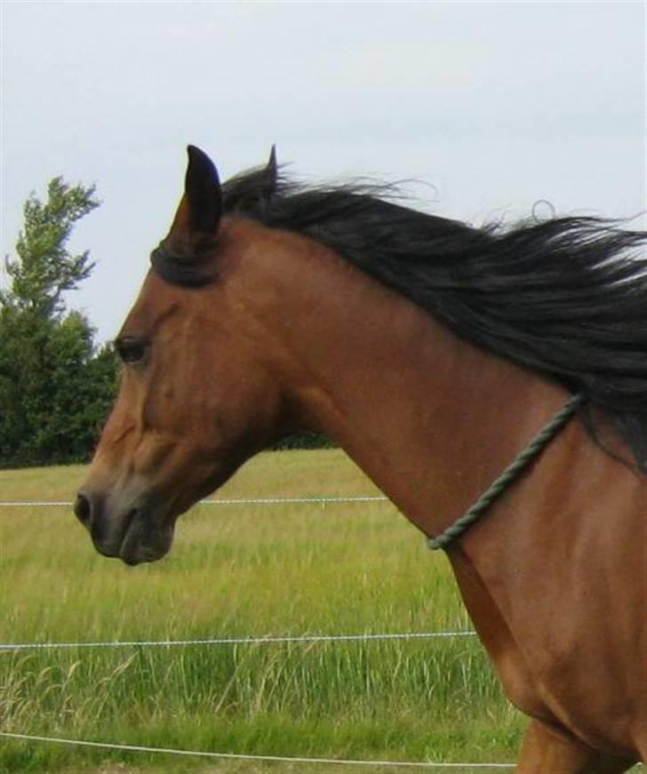 Gazelle og jeg - Træning med cordeo billede 11