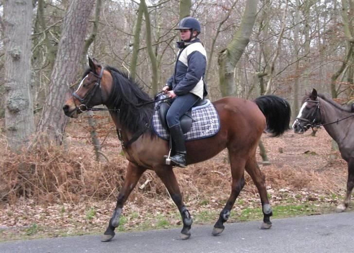 Gazelle og jeg - Prøvejagt på Møn 2008 billede 12