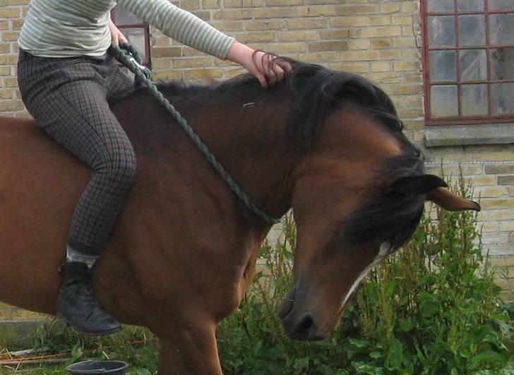 Gazelle og jeg - Træning med cordeo, zoomet ind :) billede 13