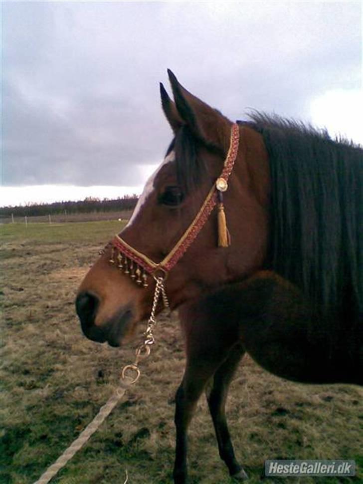 Gazelle og jeg - Gazelle december 2007 billede 14